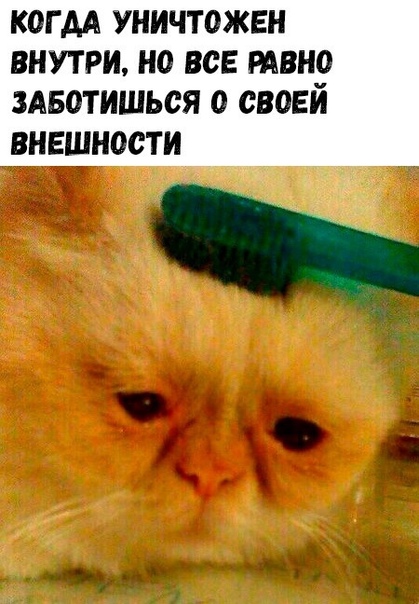 Картиног подвезли