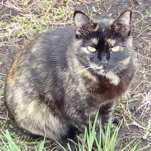 Котовторник. Королева помойки