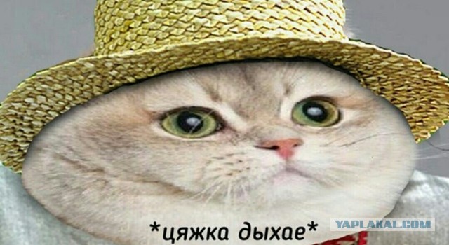 Жизнь домашнего приюта "Котоленд" 345