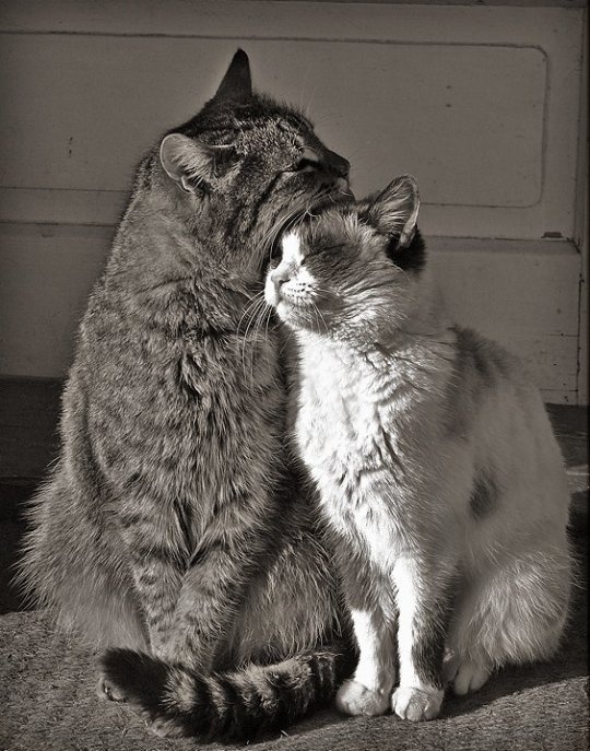 Кошачьи истории