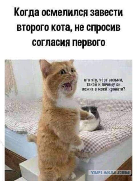 Это что за ежа шерстяного вы мне подсунули?