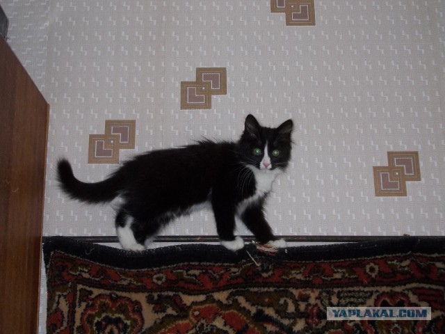 Котовторник 26.03.2013