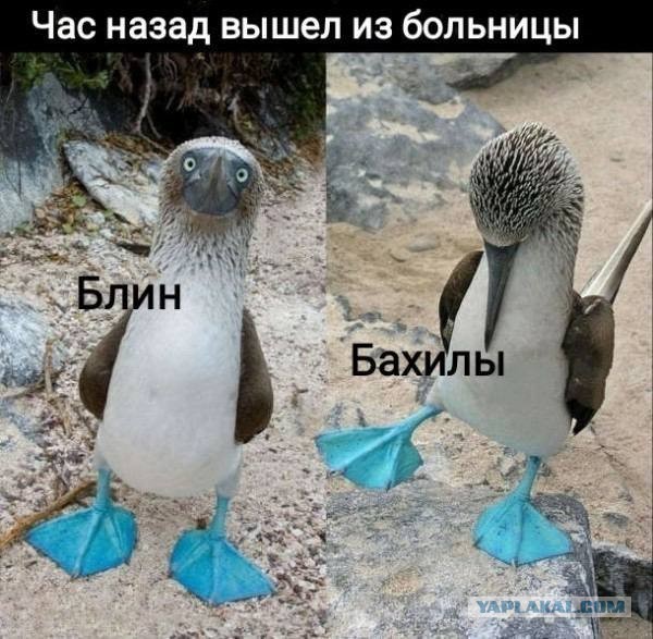 Животные, которых природа наградила нестандартными и необычными лапами