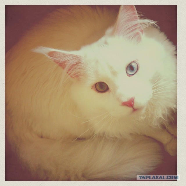 Котовторник  07.05.2013