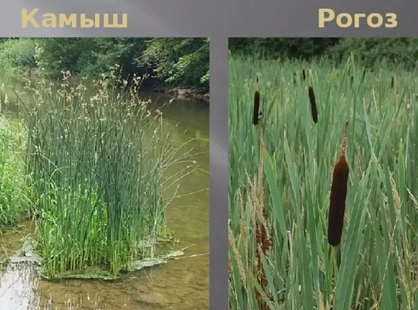 Учитесь, как нужно делать!