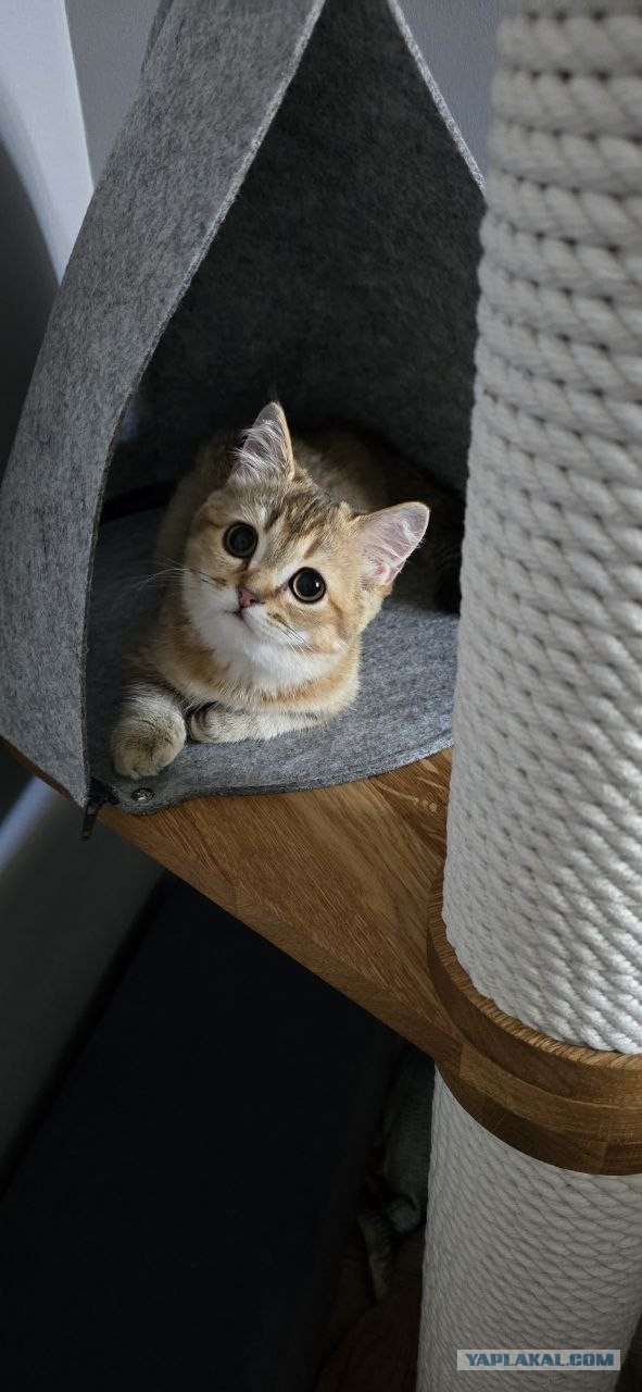 Котовторник. Мой котан