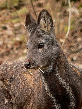Редкие существа, о которых мало известно (30 фото)