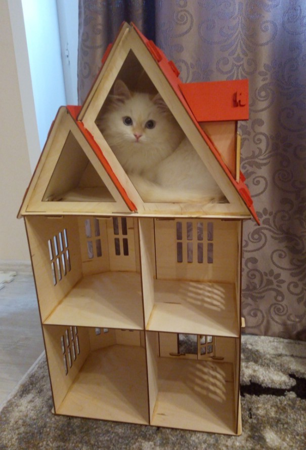 Мои сибирские красотки