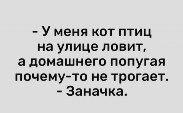 К котовторнику: подборка картинок-баянов с котиками и про котиков. Выпуск 3.