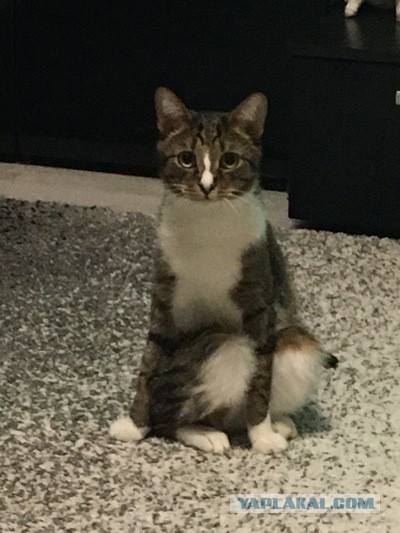 Смешные коты, которые бы победили на конкурсе абсурдных фотографий
