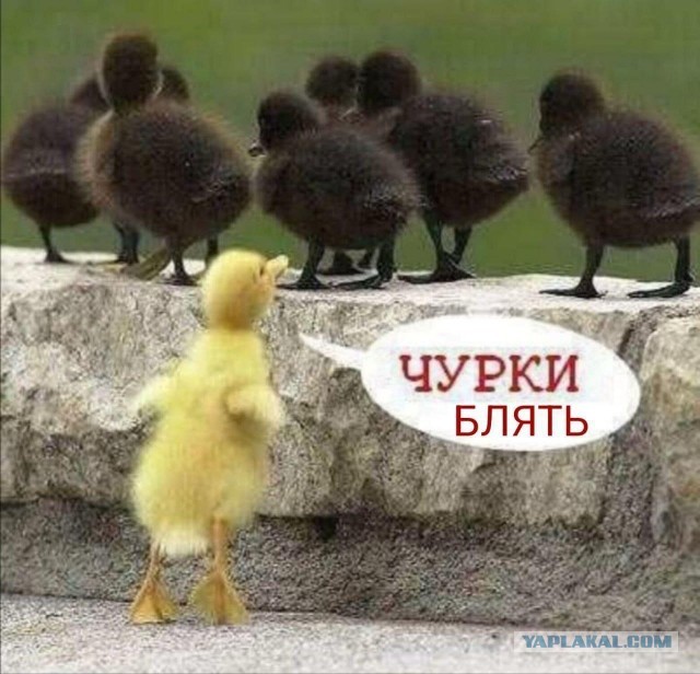 Будни ПВЗ: Иноземцы ограбили ПВЗ Wildberries в Волгограде