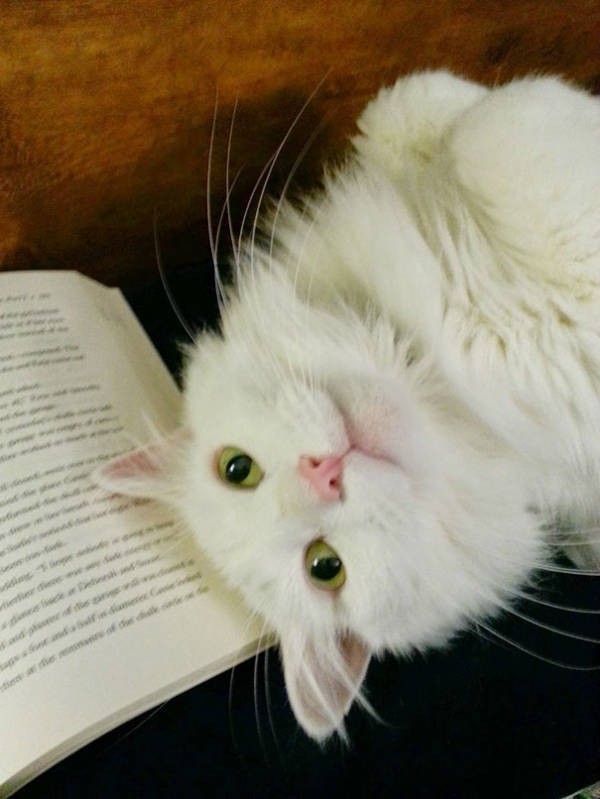 Котики тоже любят читать