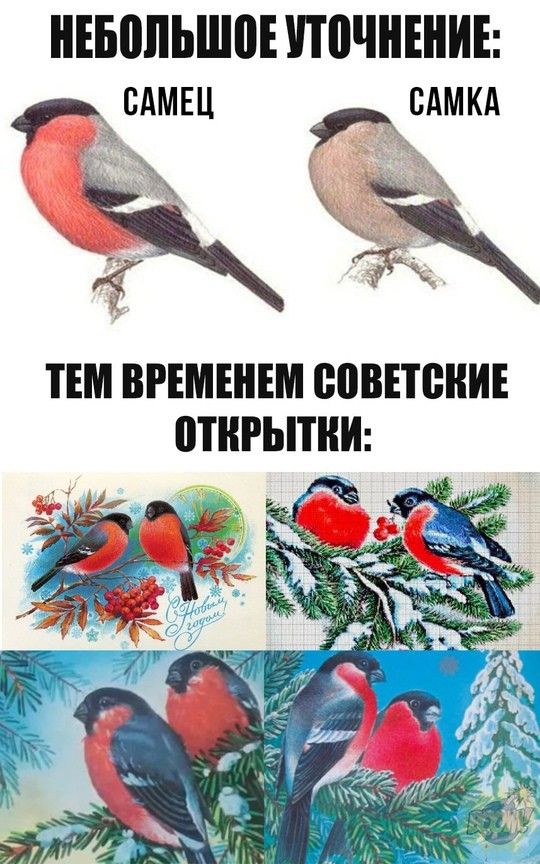 Снегирей вам в ленту