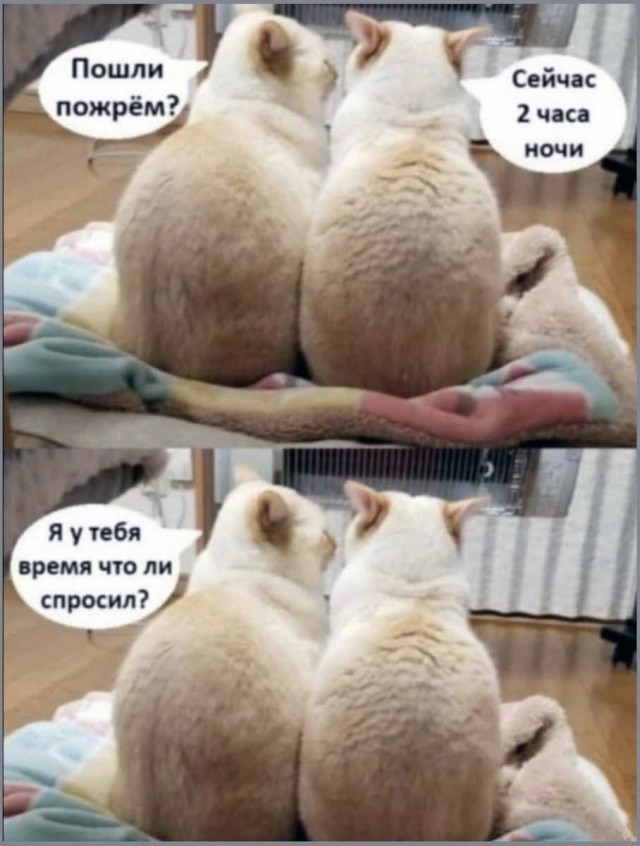 Подборка картинок-баянов с котиками и про котиков. Выпуск 34.