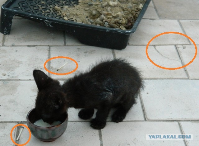 Новый член семьи