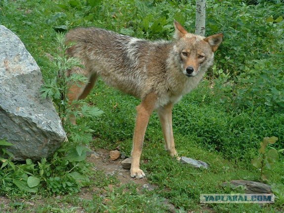 У дикой лисы родились щенки от сторожевого пса