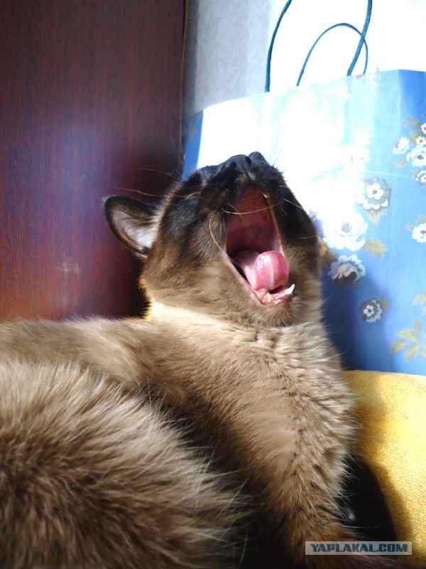 Котовторник  28.01.14