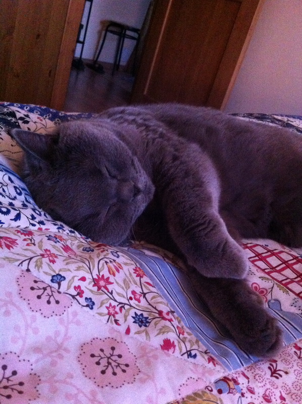 Котовторник 18.03.2014