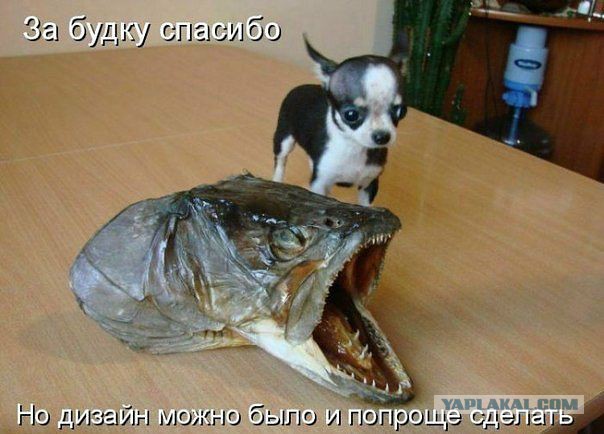 Смешные комментарии из социальных сетей (40 фото)