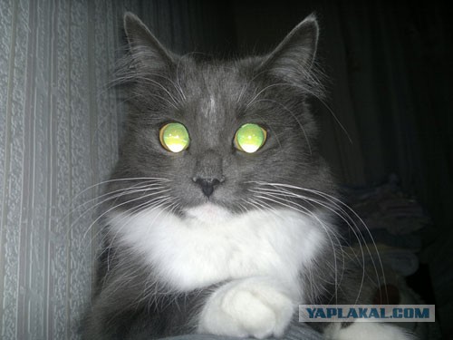 Боитесь взять котенка с улицы или из приюта?