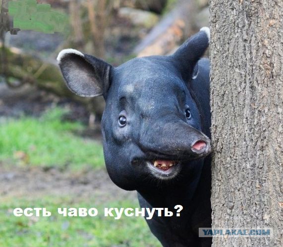 Во львовский супермаркет запустили 46 мышей.