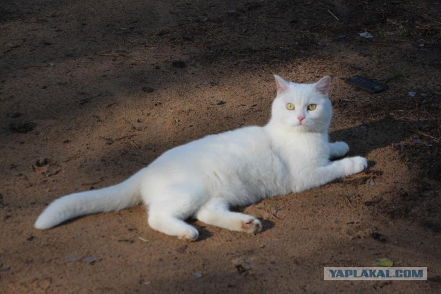 Моим котам