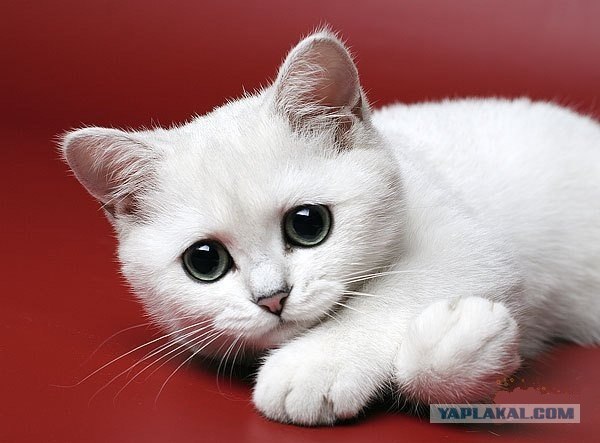 Когда вы минусуете уже заминусованного