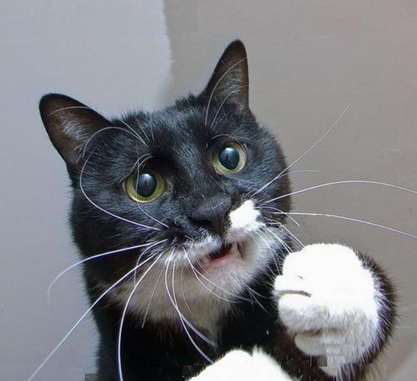 Котэподборка