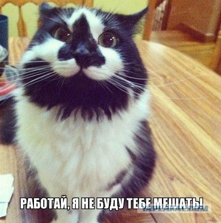 Про котейку
