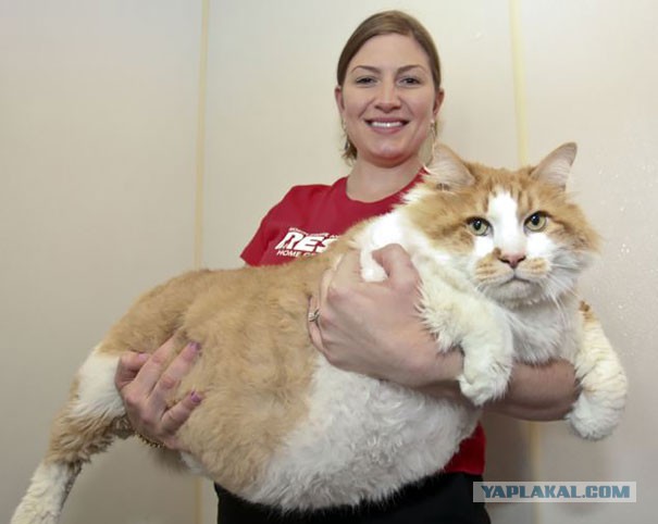 Котики - 3