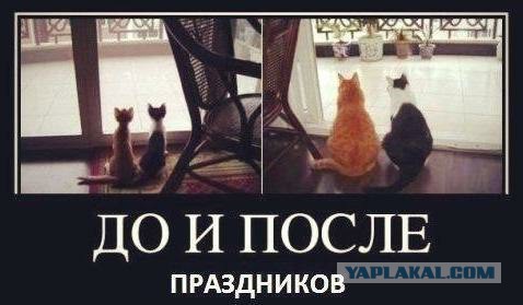 Котовторник