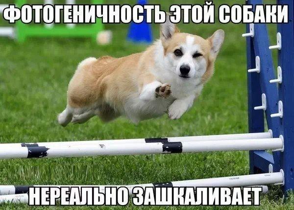 Подборка забавных картинок