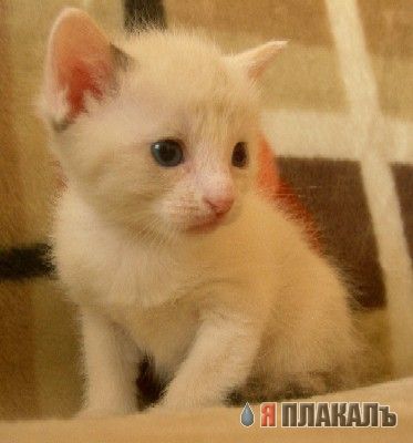 Коты, кошки, котята