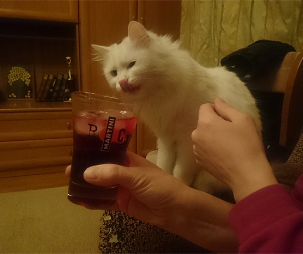 Котовторник  01.03.2016