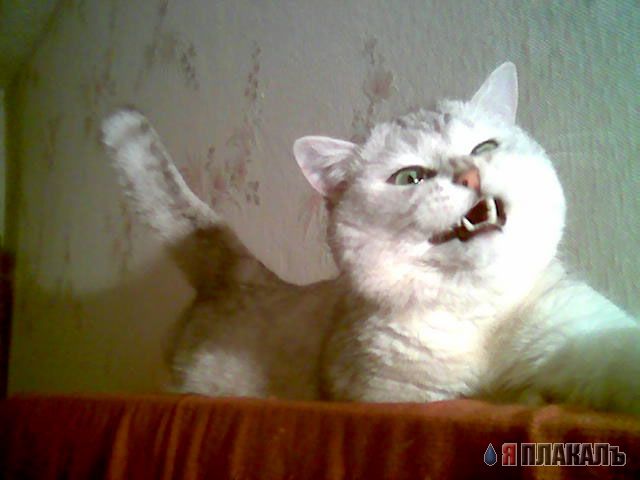 Коты, кошки, котята