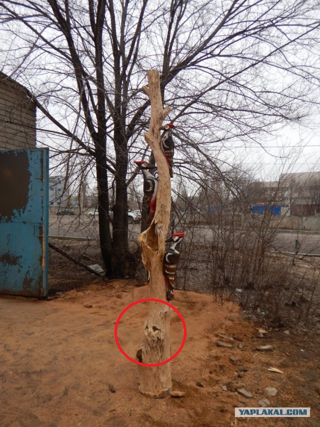 Поцелуй Дятла