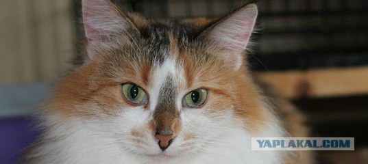 КотоВторник 26.04.2016