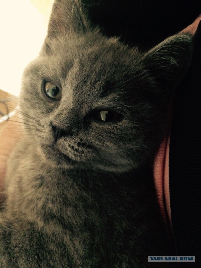 Котовторник 04.10.16