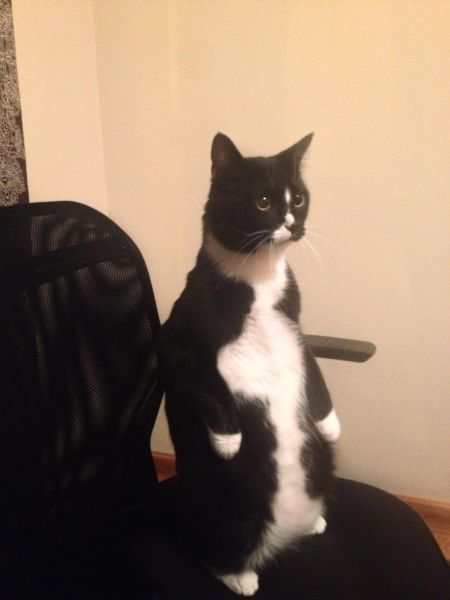 Коты из сети