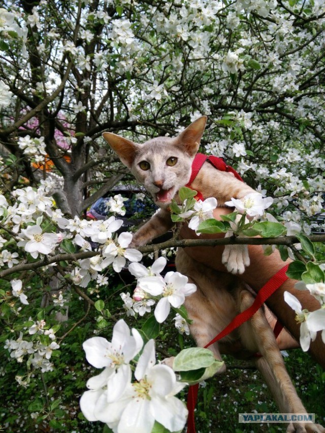 Кот грузинский