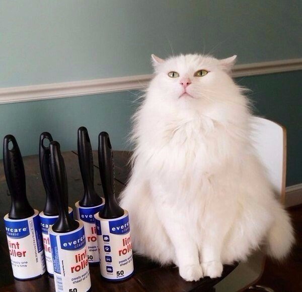 Коты и Кошки