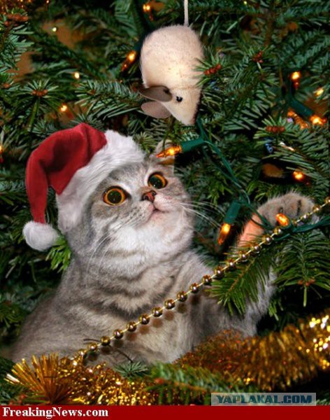Котовторник!