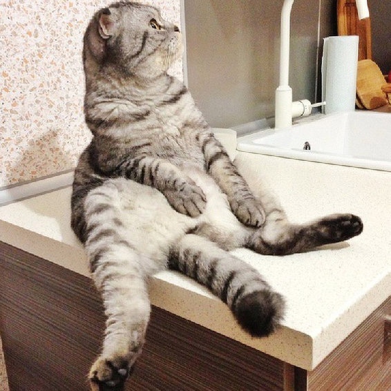 Прикольных котов пост