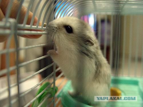 Позитивные хомяки (43 фото)