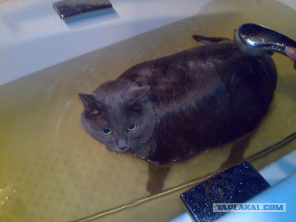 Как же можно про котовторник забыть?!