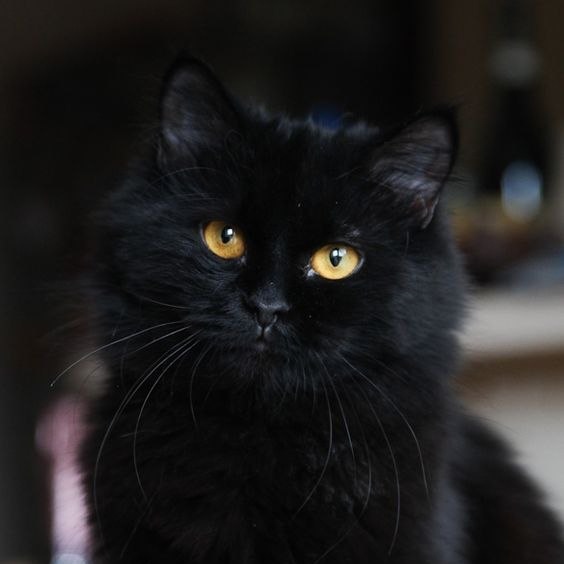 Прикольных котов пост
