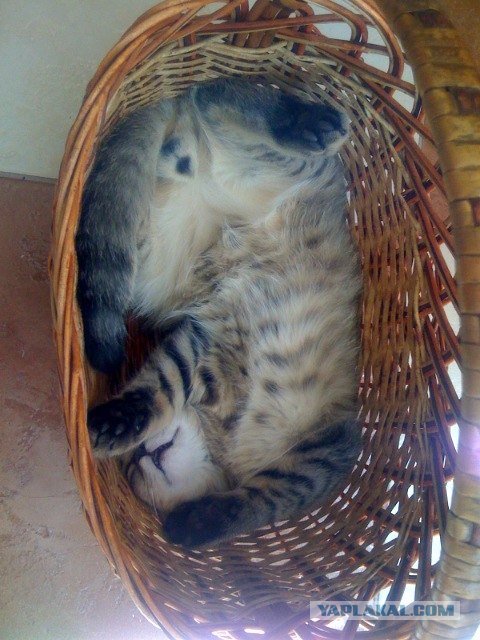Котовторник 25.01.2011