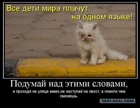 Котовторник. А как же?!