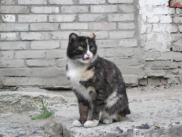 Котовторник
