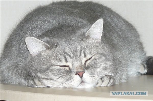 Котовторник с Максом